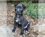 Small #3 Labrador Retriever Mix