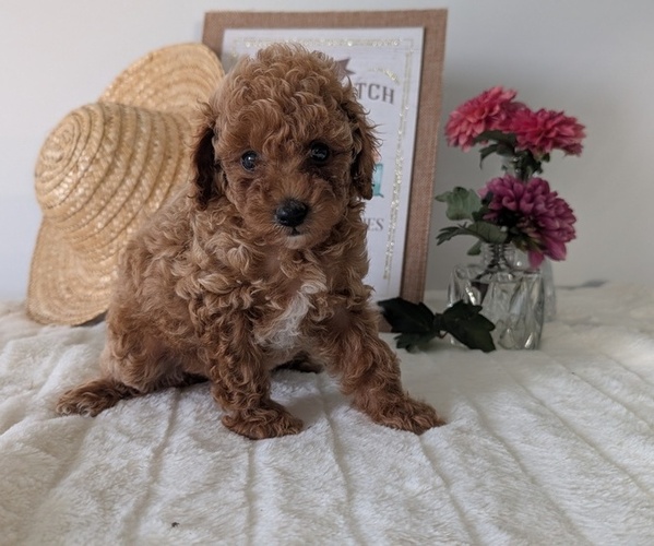 Medium Photo #7 Poodle (Miniature) Puppy For Sale in GOSHEN, IN, USA