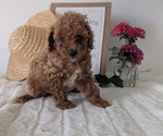 Small #6 Poodle (Miniature)