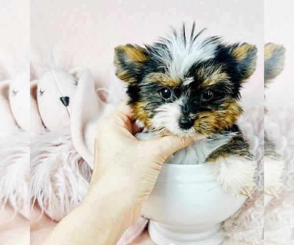 Medium Photo #15 Biewer Yorkie Puppy For Sale in MIAMI BEACH, FL, USA