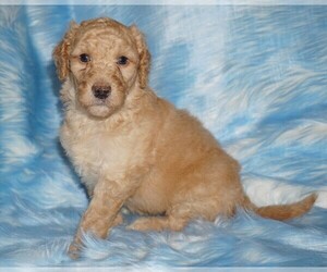 Labradoodle Puppy for sale in LA HABRA, CA, USA