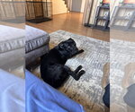 Panther - Female Labrador Retriever-Unknown Mix Dog for Adoption - Small photo