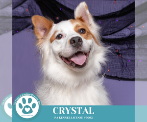 Pyrenees Husky Dogs for adoption in Kimberton, PA, USA