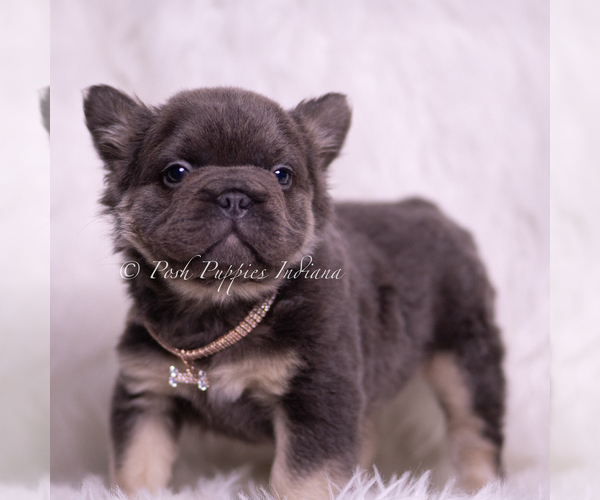Medium Photo #5 French Bulldog Puppy For Sale in WARSAW, IN, USA