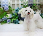 Small Photo #11 Maltese Puppy For Sale in HILO, HI, USA