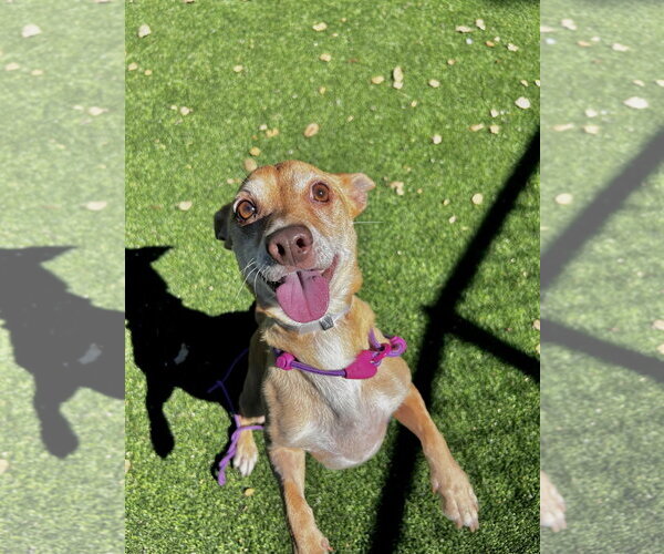 Medium Photo #2 Chihuahua Puppy For Sale in Salinas, CA, USA