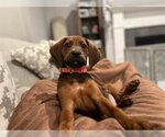 Small Photo #3 Coonhound-Unknown Mix Puppy For Sale in Germantown, OH, USA