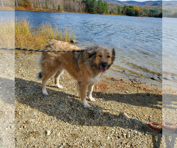 Medium Photo #4 Great Pyrenees-Unknown Mix Puppy For Sale in Croydon, NH, USA