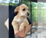 Small #2 Mutt