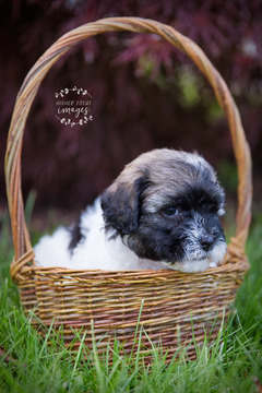 Medium Photo #4 Havanese Puppy For Sale in SHELBY, OH, USA