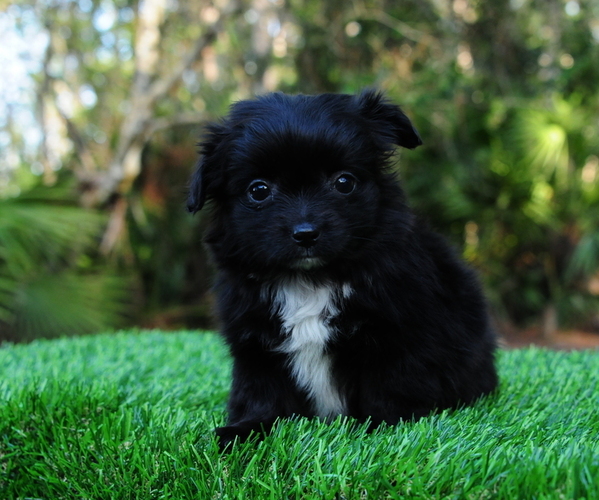 Medium Photo #1 Chiranian Puppy For Sale in SAINT AUGUSTINE, FL, USA