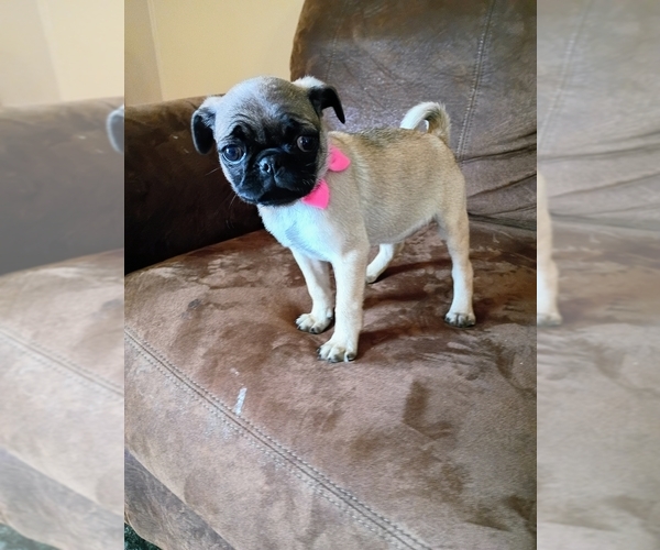 Medium Photo #3 Pug Puppy For Sale in SAINT PAUL, MN, USA