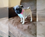 Small #2 Pug