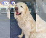 Small Great Pyrenees