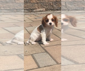 Cavalier King Charles Spaniel Puppy for sale in CANOGA, NY, USA