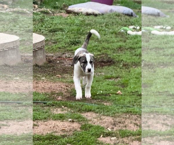 Medium Photo #2 American Pit Bull Terrier-Great Pyrenees Mix Puppy For Sale in Uwchlan, PA, USA