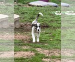 Small #1 American Pit Bull Terrier-Great Pyrenees Mix