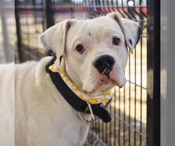 Medium Photo #1 American Staffordshire Terrier-Unknown Mix Puppy For Sale in San Antonio, TX, USA