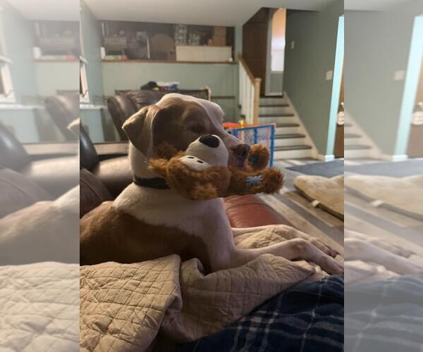 Medium Photo #2 Mutt Puppy For Sale in Crete, IL, USA