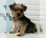 Small Photo #2 Morkie Puppy For Sale in CINCINNATI, OH, USA
