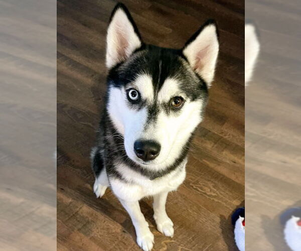 Medium Photo #5 Siberian Husky Puppy For Sale in Severn, MD, USA