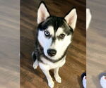 Small #4 Siberian Husky
