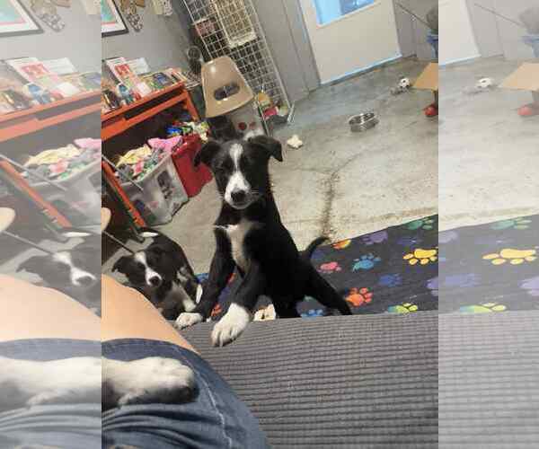 Medium Photo #3 Border-Aussie Puppy For Sale in Mukwonago, WI, USA