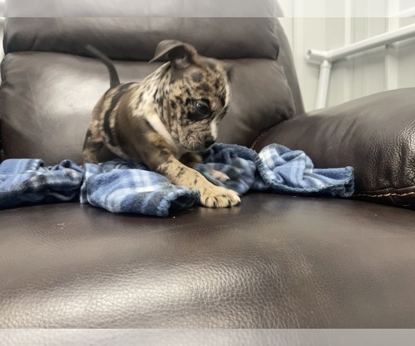 Medium Photo #110 American Bully Puppy For Sale in REESEVILLE, WI, USA