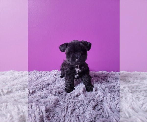 Medium Photo #2 Schnauzer (Miniature) Puppy For Sale in ROGERS, AR, USA