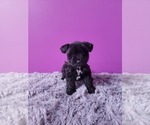 Small Photo #2 Schnauzer (Miniature) Puppy For Sale in ROGERS, AR, USA