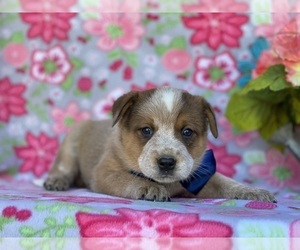 Australian Cattle Dog Puppy for sale in LANCASTER, PA, USA