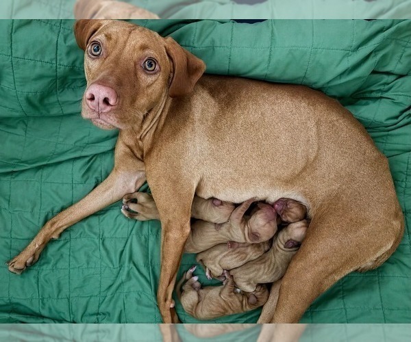 Medium Photo #3 Vizsla Puppy For Sale in ADEL, IA, USA