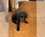 Small #14 Flat Coated Retriever
