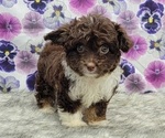 Small Photo #1 Aussiedoodle Miniature  Puppy For Sale in BLAKESBURG, IA, USA