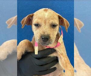 Texas Heeler-Unknown Mix Dogs for adoption in Visalia, CA, USA