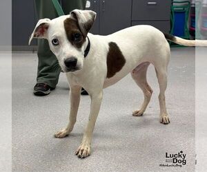 Charles - Male Jack-A-Bee Dog for Adoption - Photo #3