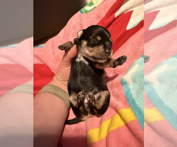 Medium Photo #5 Rat Terrier Puppy For Sale in Holly Springs, NC, USA