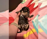 Small #4 Rat Terrier