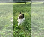 Small #2 Papillon