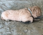 Small Photo #36 Goldendoodle Puppy For Sale in PHOENIX, AZ, USA