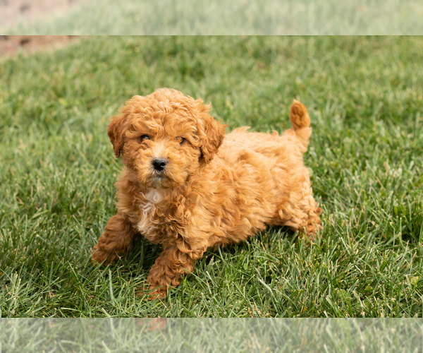 Medium Photo #1 Cock-A-Poo-Goldendoodle Mix Puppy For Sale in TOPEKA, IN, USA