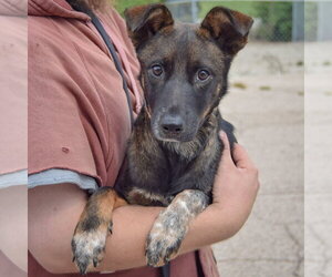 Abby - Female Mutt Dog for Adoption - Photo #3