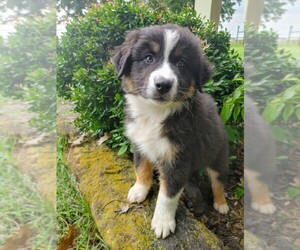 Australian Shepherd Puppy for sale in TAYLOR, TX, USA