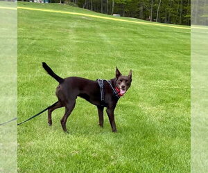 Loki - Male Australian Kelpie-Unknown Mix Dog for Adoption - Photo #12