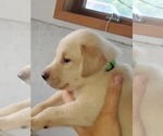 Small Photo #11 Labrador Retriever Puppy For Sale in MC COOK, NE, USA