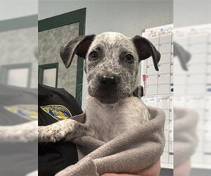 Mutt Dogs for adoption in Corpus Christi, TX, USA