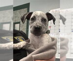 Small Mutt