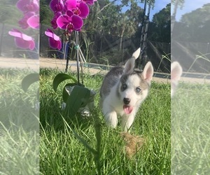 Siberian Husky Puppy for sale in ROYAL PALM BEACH, FL, USA