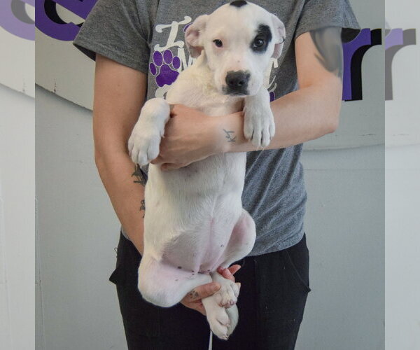 Medium Photo #4 American Staffordshire Terrier-Labrador Retriever Mix Puppy For Sale in Huntley, IL, USA