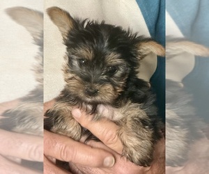 Medium Yorkshire Terrier